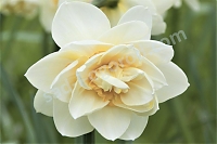 Нарцисс махровый Narcissus White Lion