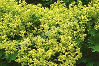 ОпубликованТовар или услугаМанжетка мягкая Alchemilla mollis Irish Silk Yellow