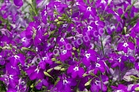 Лобелия фиолетовая Lobelia purple