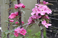 Декоративная яблоня колонновидная Розовая сказка