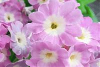 ОпубликованТовар или услугаПримула ушковая  Бартл Primula auricula Bartl