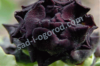 Примула ушковая Primula x auricula Purple Patch