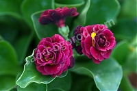ОпубликованТовар или услугаПримула ушковая Primula auricula Crimson Glow