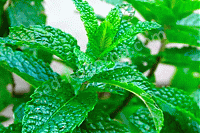 Мята колосковая Марроканская (Mentha spicata Moroccan)