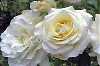 роза Schneewalzer
