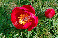 ОпубликованТовар или услугаПион Тонколистный Paeonia tenuifolia
