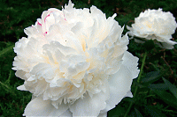 Пион Уайт Сара Бернар Paeonia lactiflora White Sarah Bernhardt