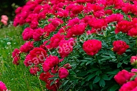 Пион молочноцветковый Ред Сара Бернар Paeonia lactiflora Red Sarah Bernhardt