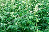 Полынь молочноцветковая Artemisia lactiflora