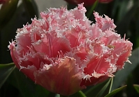 Нежно-розовая клумба из тюльпанов 