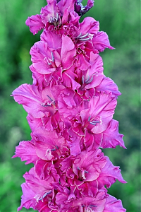 Гладиолус Звездопад Gladiolus Zvezdopad