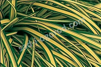 Осока охименская Эверголд Carex oshimensis Evergold