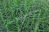 ОпубликованТовар или услугаОсока пальмолистная "Литл Мидж" Carex muskingumensis Little Midge