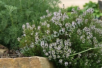 Тимьян обыкновенный (Thymus vulgaris `Compactus`)