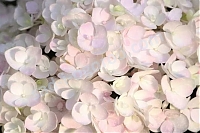 Гортензия крупнолистная Hydrangea macrophylla Endless Summer Blushing Bride