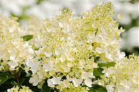 Гортензия метельчатая Милк энд Хани (Hydrangea paniculata `Milk and Honey`)