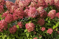 Гортензия метельчатая Пинкачу Hydrangea paniculata Pinkachu