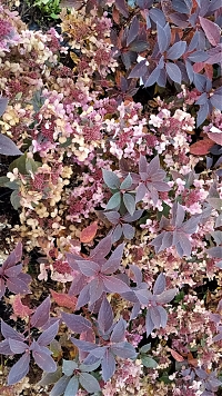 Гортензия метельчатая (Hydrangea paniculata `Polestar`)