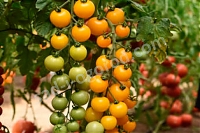 Рассада томатов Золотой поток