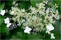 Гортензия черешковая Hydrangea petiolaris