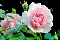 роза Bonica