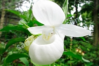 Орхидея Венерин башмачок Cypripedium reginae Alba