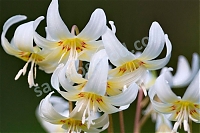 Кандык Вайт Бьюти Erythronium californicum White Beauty