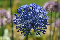 Аллиум голубой Allium caeruleum