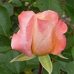 Чайногибридная роза Летиция Каста