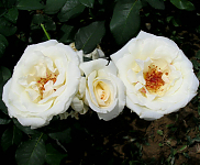 Чайногибридная роза Маунт Шаста