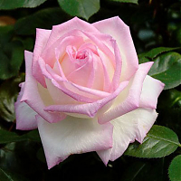 Чайногибридная роза Принцесса Монако