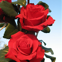 Чайногибридная роза Ред Берлин