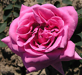Чайногибридная роза Эминенс