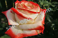 Чайногибридная роза Imperatrice Farah
