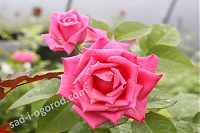 Чайногибридная роза Jacaranda