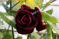 Чайногибридная роза Norita
