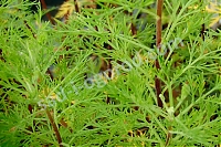Полынь цитварная Artemisia cina