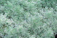 Полынь Шмидта Artemisia schmidtiana Nana