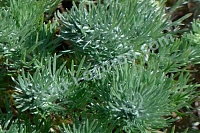 Полынь Стеллера Artemisia stelleriana