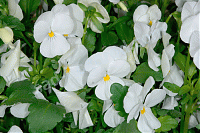 Виола рогатая Уайт Перфекшен Viola cornuta White Perfection