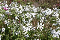 флокс растопыренный Phlox divaricata White Perfume
