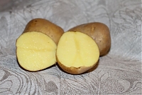 ОпубликованТовар или услугасорт Брянский деликатес картофель семенной