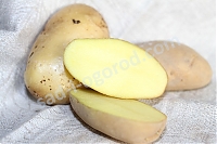 ОпубликованТовар или услугасорт El Mundo картофель семенной