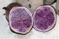 сорт Фиолетовый семенной картофель мини клубни