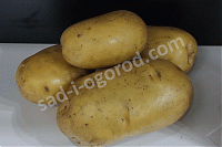 ОпубликованТовар или услугаСорт Гулливер картофель семенной 