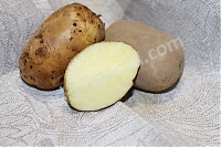 ОпубликованТовар или услугаСорт Инноватор картофель семенной 2 кг
