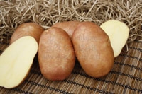 ОпубликованТовар или услугаСорт Краса картофель семенной 2 кг