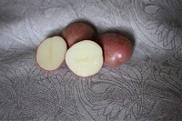 Сорт Кумач картофель семенной
