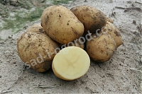Картофель семенной Леди Клер 25 кг мелкий опт
