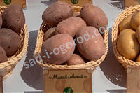 Сорт Михайловский картофель семенной 2 кг